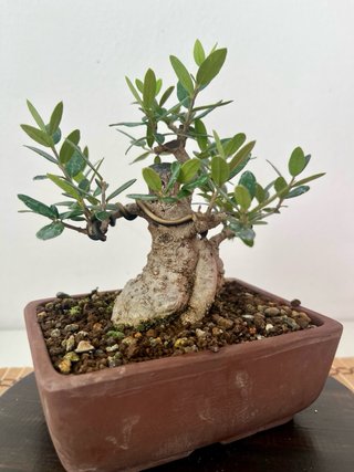 Bonsái Acebuche