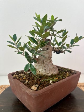 Bonsái Acebuche