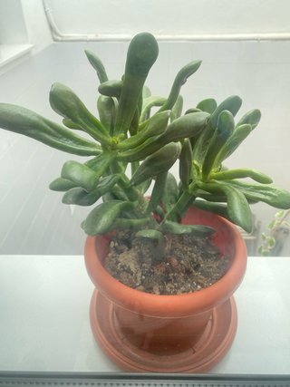Planta Crassula Ovata Gollum