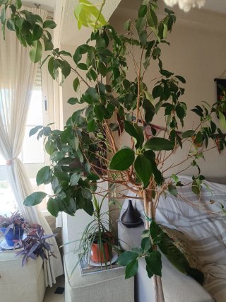 Ficus Benjamina en maceta