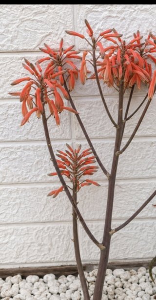 Aloe Saponaria Fioritura Arancione