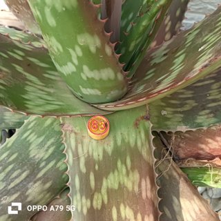 Aloe Saponaria Fioritura Arancione
