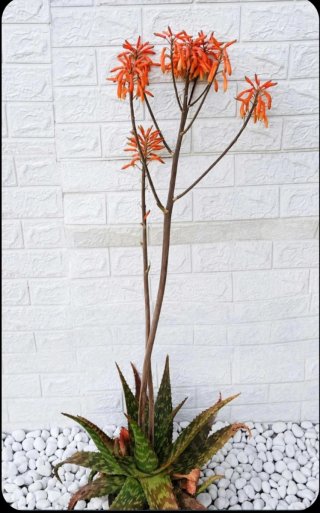 Aloe Saponaria Fioritura Arancione
