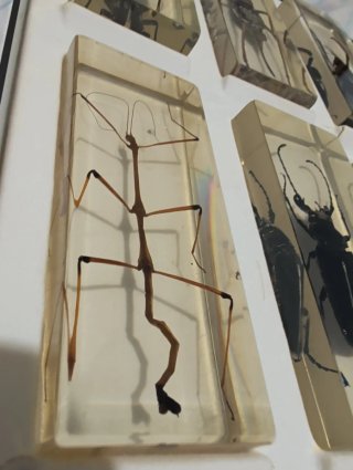 Colección Insectos Resina 40 ejemplares