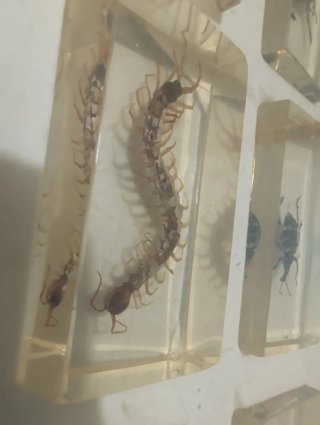 Colección Insectos Resina 40 ejemplares