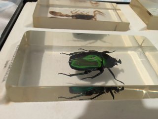 Colección Insectos Resina 40 ejemplares