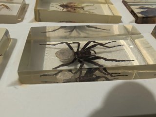 Colección Insectos Resina 40 ejemplares