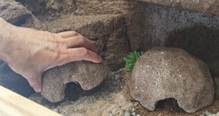 Cueva  refugio artesanal para Reptiles talla M