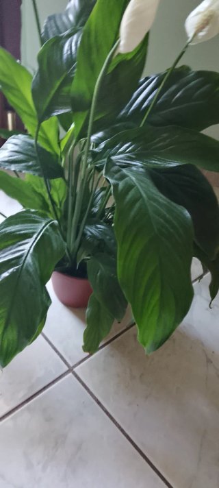 Pianta da interno con fiori bianchi