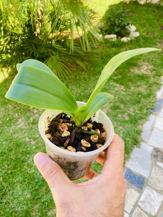 Phalaenopsis bastianii