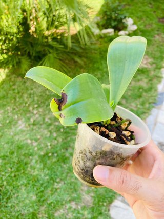 Phalaenopsis bastianii