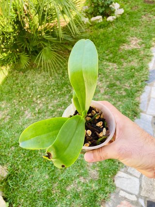 Phalaenopsis bastianii