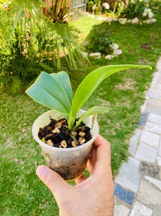 Phalaenopsis bastianii