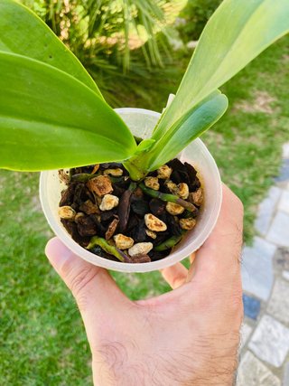 Phalaenopsis bastianii