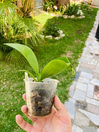 Phalaenopsis bastianii