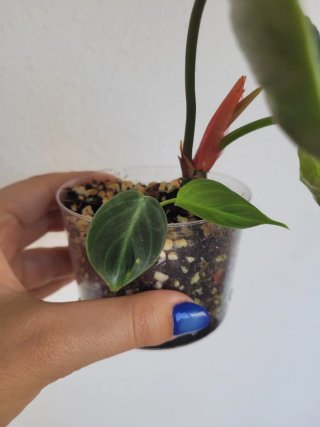 Philodendron verrucosum incensi