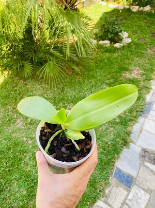 Phalaenopsis Liodoro