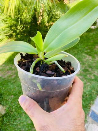 Phalaenopsis Liodoro