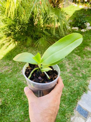 Phalaenopsis Liodoro