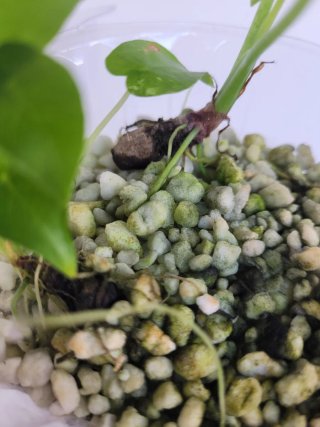 Alocasia Macrorrhiza Planta Joven