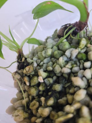 Alocasia Macrorrhiza Planta Joven