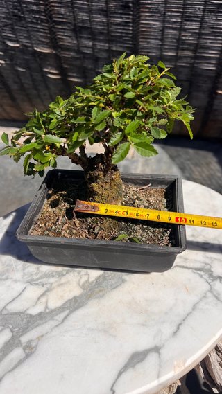 BONSAI SHOHIN OLMO JAPONES NIRE KEYAKI