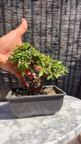 BONSAI SHOHIN OLMO JAPONES NIRE KEYAKI