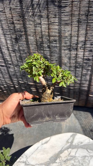 BONSAI SHOHIN OLMO JAPONES NIRE KEYAKI