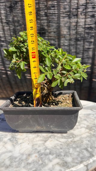 BONSAI SHOHIN OLMO JAPONES NIRE KEYAKI