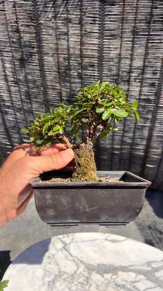 BONSAI SHOHIN OLMO JAPONES NIRE KEYAKI