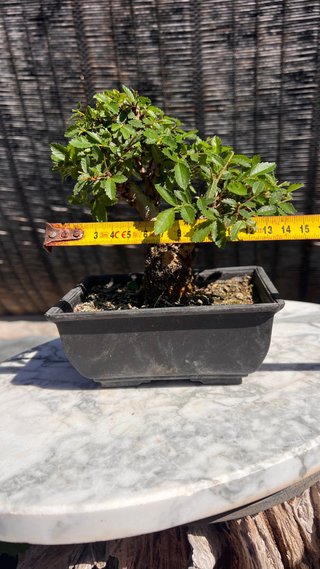 BONSAI SHOHIN OLMO JAPONES NIRE KEYAKI