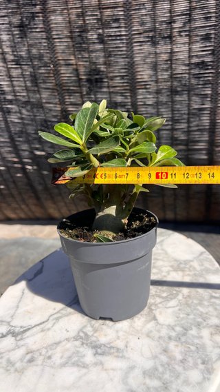 PRE BONSAI ADENIUM OBESUM