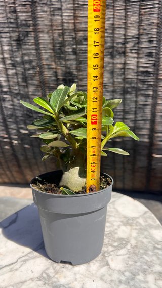 PRE BONSAI ADENIUM OBESUM