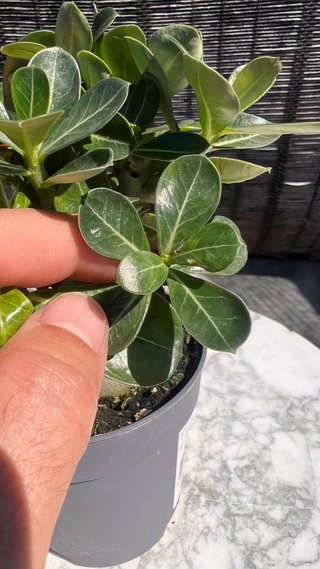PRE BONSAI ADENIUM OBESUM