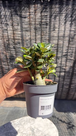 PRE BONSAI ADENIUM OBESUM