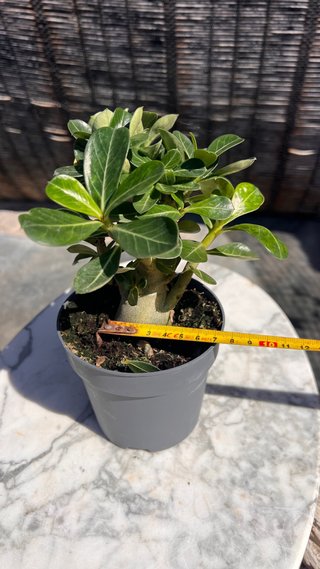 PRE BONSAI ADENIUM OBESUM