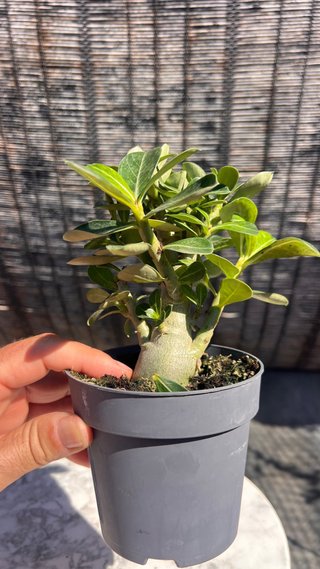 PRE BONSAI ADENIUM OBESUM