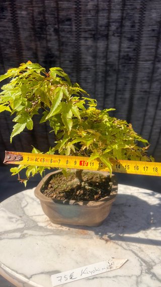 BONSAI ACER PALMATUM KIYOHOME SHOHIN