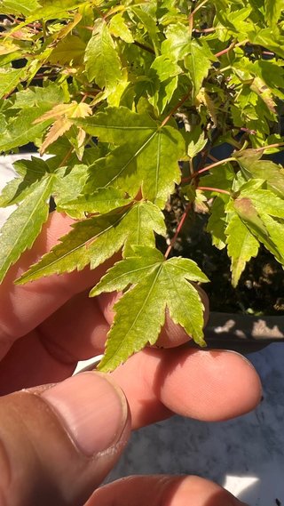 BONSAI ACER PALMATUM KIYOHOME SHOHIN