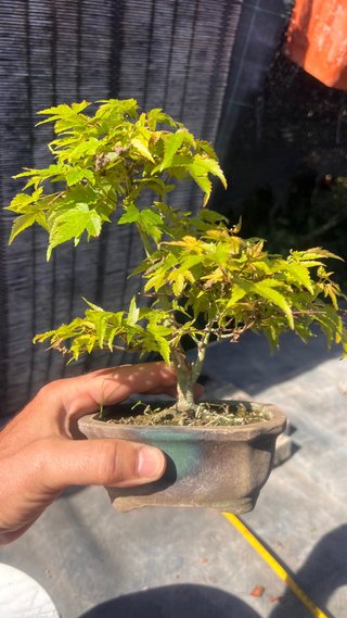 BONSAI ACER PALMATUM KIYOHOME SHOHIN