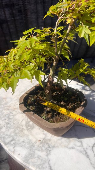 BONSAI ACER PALMATUM KIYOHOME SHOHIN