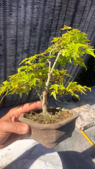 BONSAI ACER PALMATUM KIYOHOME SHOHIN