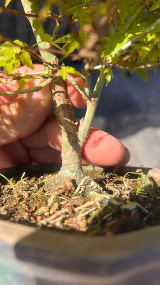 BONSAI ACER PALMATUM KIYOHOME SHOHIN