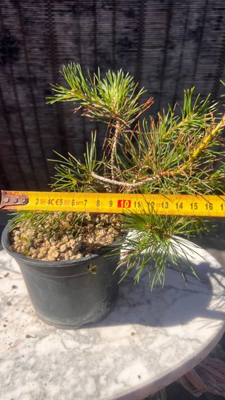 PRE BONSAI PINO SILVESTRIS SHOHIN