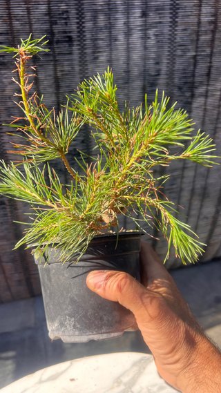PRE BONSAI PINO SILVESTRIS SHOHIN