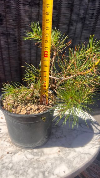 PRE BONSAI PINO SILVESTRIS SHOHIN