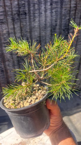 PRE BONSAI PINO SILVESTRIS SHOHIN