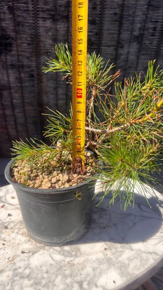 PRE BONSAI PINO SILVESTRIS SHOHIN