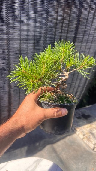 PRE BONSAI PINO SILVESTRIS SHOHIN