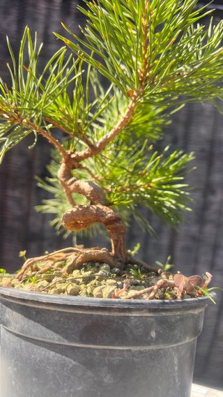 PRE BONSAI PINO SILVESTRIS SHOHIN